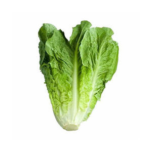 Romaine Lettuce 0.5 Kg